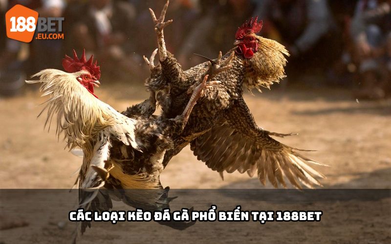 Các loại kèo Meron, Wala, BDD tại 188BET