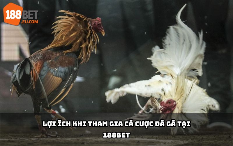 Lợi ích khi chơi cá cược đá gà tại 188BET