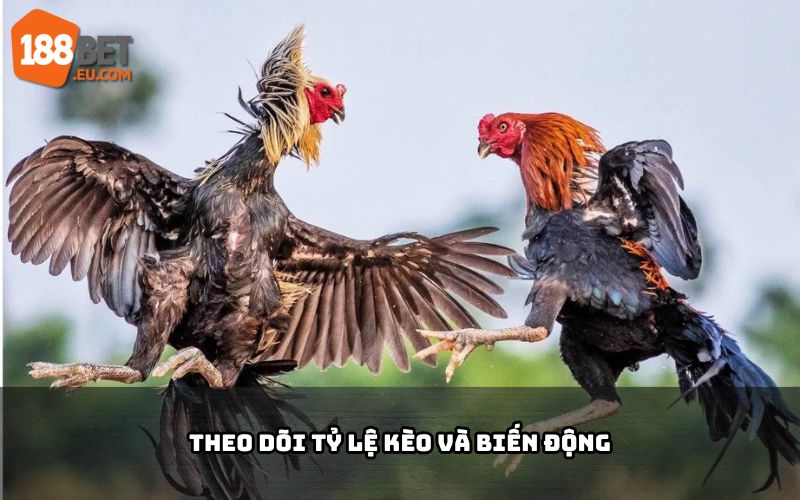 Theo dõi tỷ lệ kèo đá gà 188BET